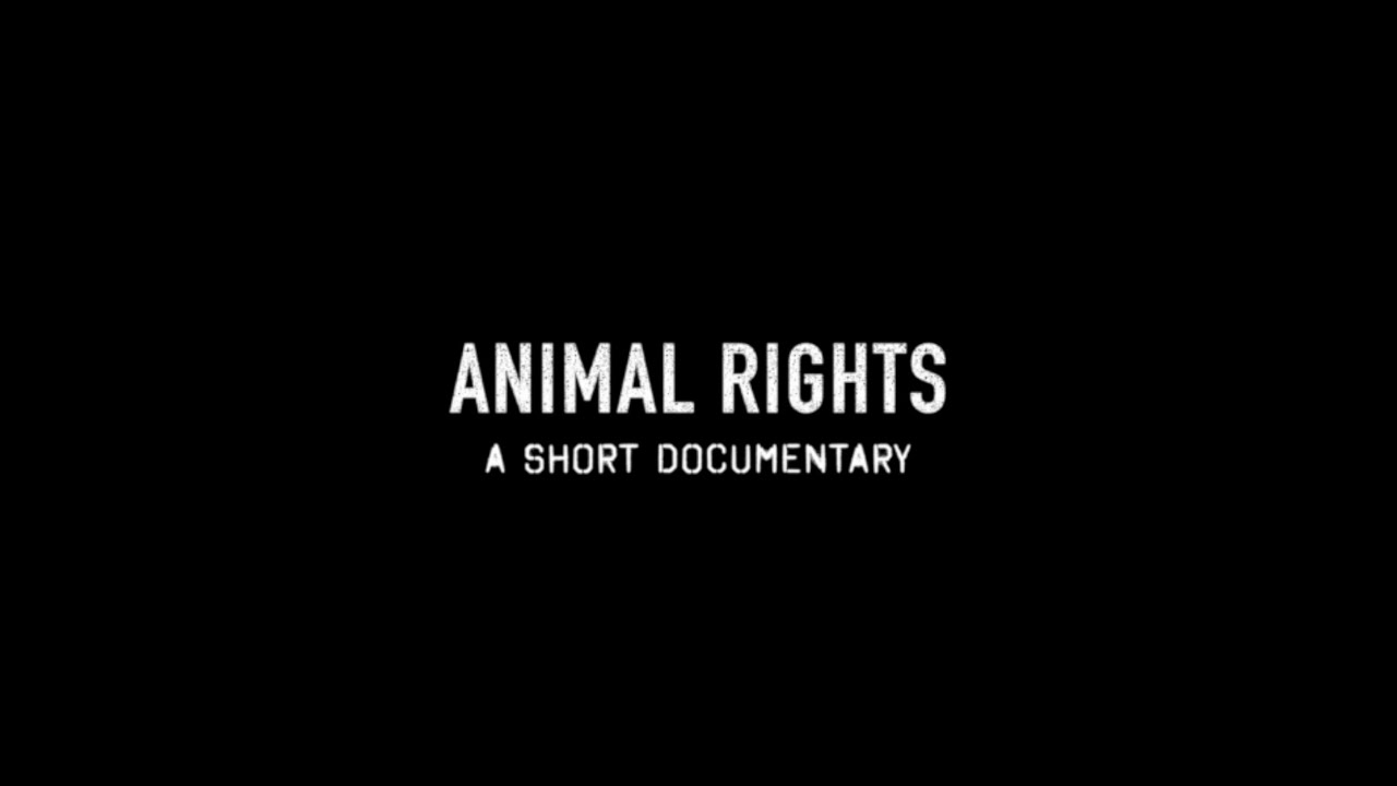 Animal Rights: A short documentary (No graphic content) | Laverabestia.org