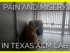 Pain and Misery in a Texas A&M Laboratory