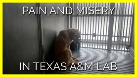 Pain and Misery in a Texas A&M Laboratory