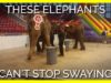 The Reason These Elephants Can’t Stop Swaying Will Break Your Heart