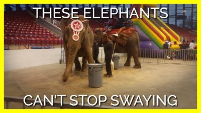 The Reason These Elephants Can’t Stop Swaying Will Break Your Heart