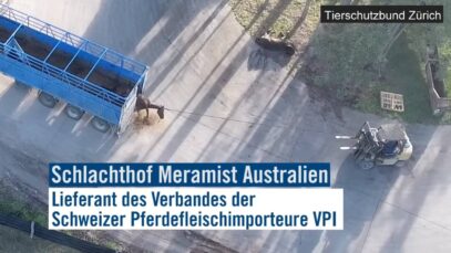 Animal Welfare Foundation Tierschutzbund Zürich – Pferdefleisch aus Australien Trailer [hYLBs4ssc9s – 1280×720 – 0m01s](1)