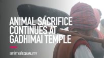 INVESTIGATION: Animal Sacrifices Continue at the Gadhimai Temple