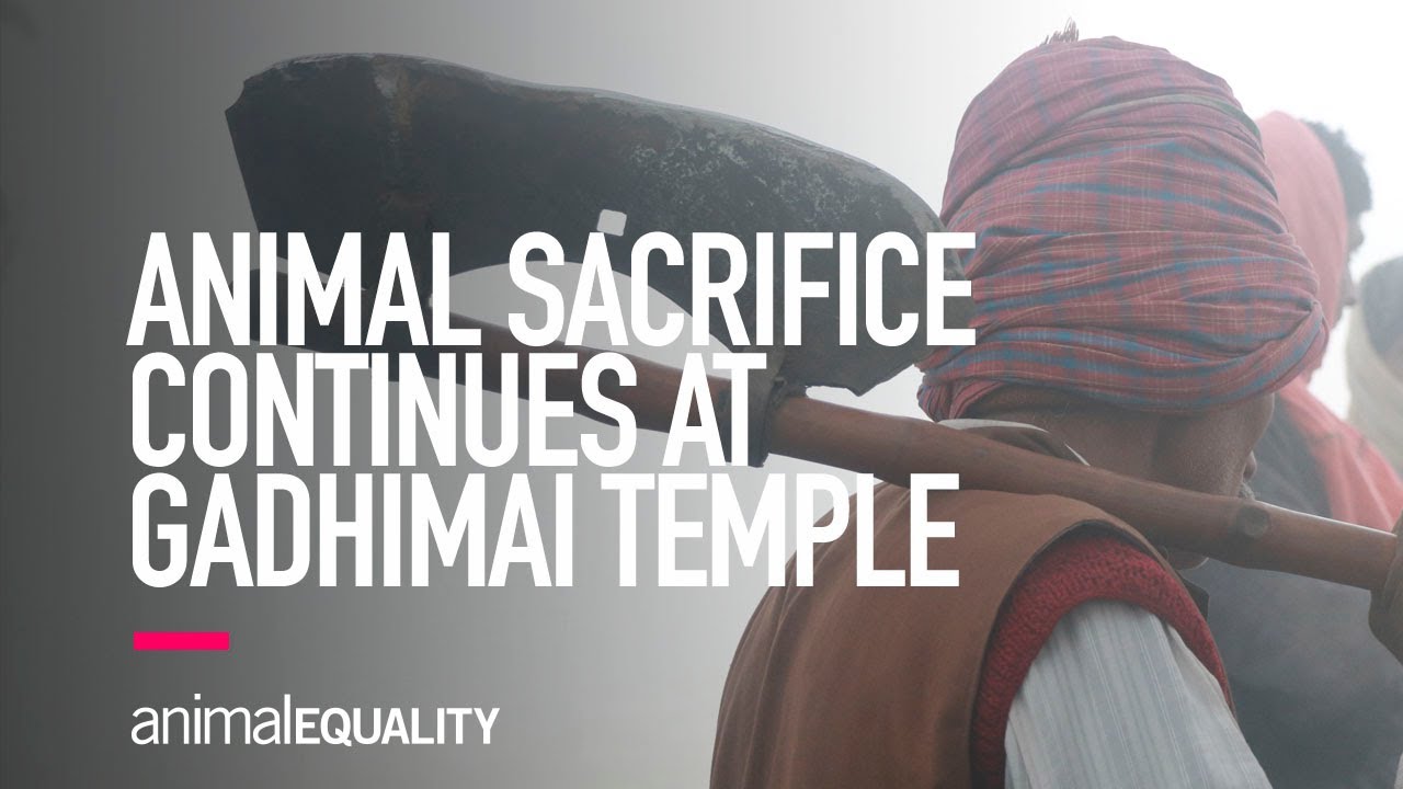 INVESTIGATION: Animal Sacrifices Continue at the Gadhimai Temple ...