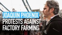Joaquin Phoenix protests against factory farming