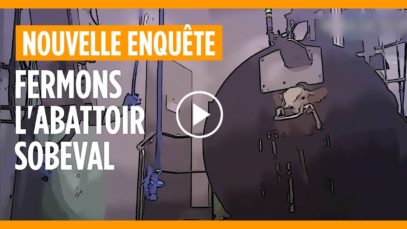 L’enfer des veaux à l’abattoir Sobeval (version filtrée)