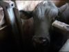 Live Export: Animals Violently Forced onto Ships and Brutally Killed