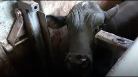 Live Export: Animals Violently Forced onto Ships and Brutally Killed