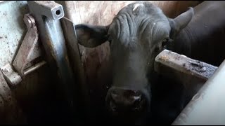Live Export: Animals Violently Forced onto Ships and Brutally Killed