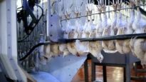 The USDA  Has Approved Faster Slaughter Line-Speed For Chickens