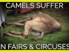 This Is How Camels Suffer at Circuses and Fairs