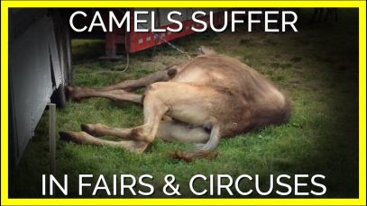 This Is How Camels Suffer at Circuses and Fairs
