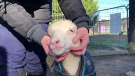 Happiness is… Lamb Cuddles