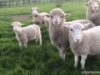 Lambs Running