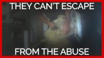 Sheep Shearer Punches Sheep in Face