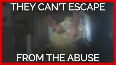 Sheep Shearer Punches Sheep in Face