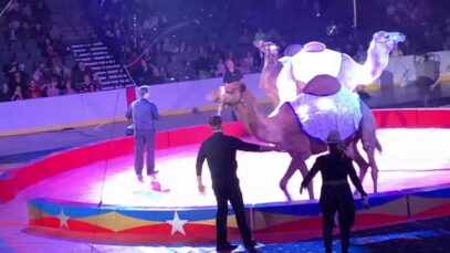 Violence is Center Stage at the Tangier Shrine Circus