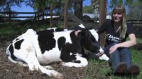 Animal Place Virtual Tour: Calf Pasture