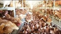 ‘Cage-Free’ Egg Factory Is No Fun for Birds