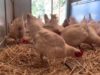Chickens enjoy new straw