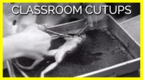 Classroom Cutups