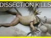 #DissectionKills