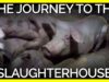 Did You Know the Journey to the Slaughterhouse Can Be Deadly?