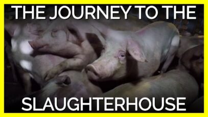Did You Know the Journey to the Slaughterhouse Can Be Deadly?