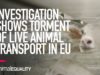 INVESTIGATION: Animal Equality Shows Torment of EU Animals Shipped for Slaughter