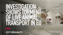 INVESTIGATION: Animal Equality Shows Torment of EU Animals Shipped for Slaughter