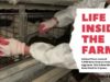 Life Inside an Egg Farm