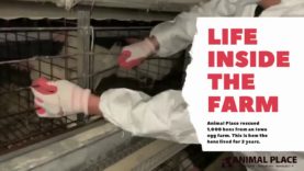 Life Inside an Egg Farm