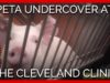 PETA Undercover at the Cleveland Clinic: Skulls Cut Open, Prolapsed Organs
