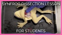 SynFrog Dissection Lesson for Students
