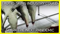 The Exotic-Skins Industry Could Spark the Next Pandemic