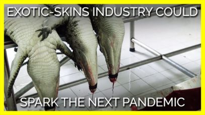 The Exotic-Skins Industry Could Spark the Next Pandemic