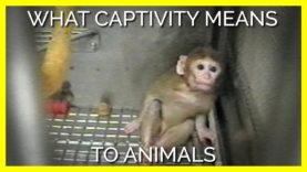 What Captivity Really Means to Animals