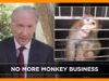 Bill Maher Calls Bullsh*t on NIH’s Cruel Experiments on Monkeys