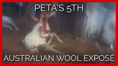 BREAKING: PETA’s 5th Australian Wool Exposé—Does It Look Like the Industry Has Changed One Bit?