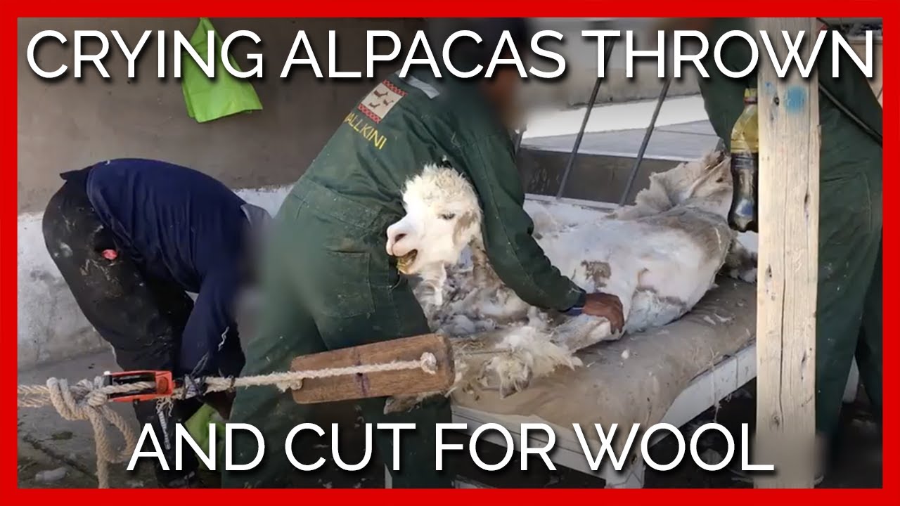 Crying Alpacas Thrown and Cut for Sweaters and Scarves—Help Them Now ...