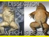 Dissection: Which Is Best?