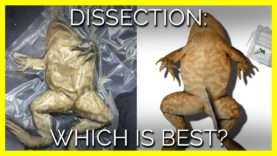 Dissection: Which Is Best?