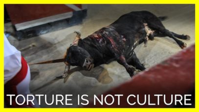 Don’t Let Torture Masquerade as Culture