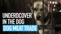 End the Cruel Dog Meat Trade