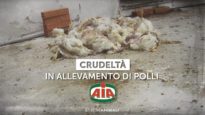 Il crudele trattamento dei polli venduti a marchio AIA – Indagine di Essere Animali