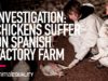 INVESTIGATION: Chickens Suffer on Spanish Factory Farm
