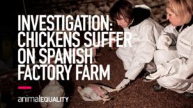 INVESTIGATION: Chickens Suffer on Spanish Factory Farm