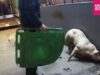 Opnieuw gruwelijke beelden uit een Vlaams slachthuis | Stop de Slacht | Animal Rights