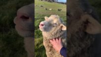 The cutest sheep video ever – Babybelle