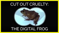 The Digital Frog